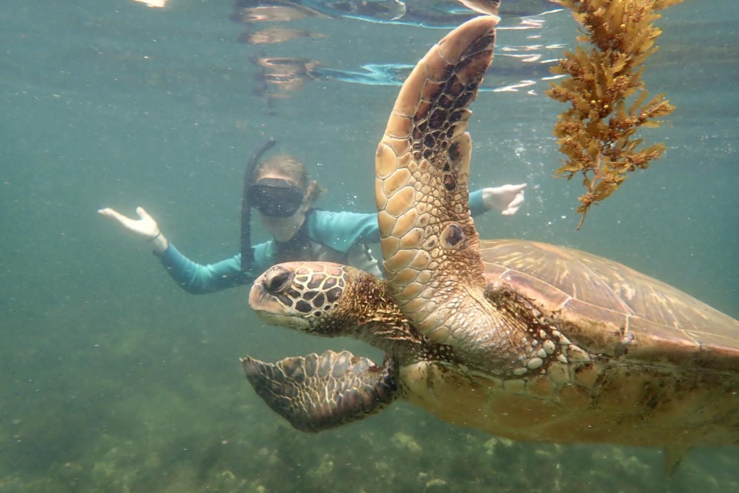 一名<a href='http://turv.ngskmc-eis.net'>bv伟德ios下载</a>学生在Galápagos群岛游学途中与一只巨龟游泳.